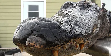 Food Friday: Gator, what does it taste like and how do you cook it?