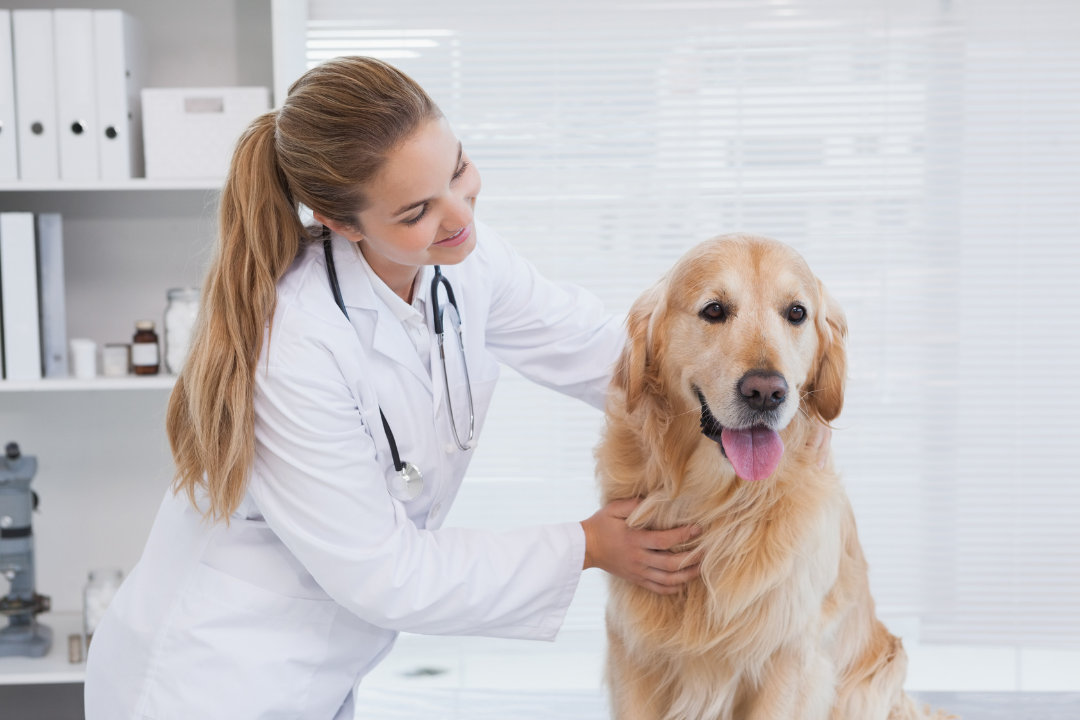 A Veterinary Service in Oregon to Pay Over $43,000 For Sexual Harassment Suit Filed by EEOC